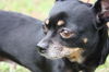 Sheba the Apple Head Chihuhua
