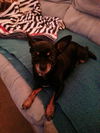Sheba the Apple Head Chihuhua