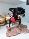 Sheba the Apple Head Chihuhua