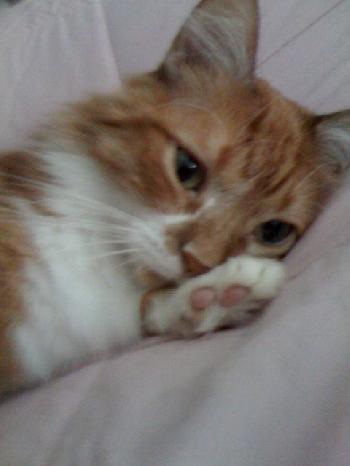 Abner