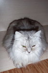 Anatasia the Persian