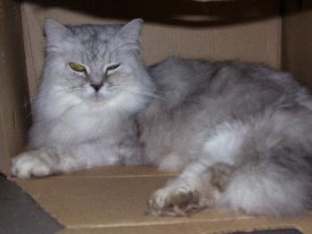 Anatasia the Persian