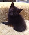 Peppercorn the Cuddly & Snuggly & Loving Girl