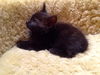 Peppercorn the Cuddly & Snuggly & Loving Girl