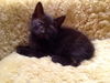 Peppercorn the Cuddly & Snuggly & Loving Girl