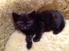 Peppercorn the Cuddly & Snuggly & Loving Girl