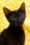 Peppercorn the Cuddly & Snuggly & Loving Girl