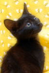 Peppercorn the Cuddly & Snuggly & Loving Girl