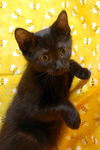 Peppercorn the Cuddly & Snuggly & Loving Girl