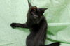Peppercorn the Cuddly & Snuggly & Loving Girl