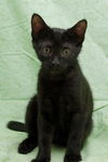 Peppercorn the Cuddly & Snuggly & Loving Girl