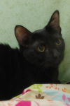 Peppercorn the Cuddly & Snuggly & Loving Girl