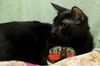 Peppercorn the Cuddly & Snuggly & Loving Girl
