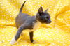 Clover the Kitten