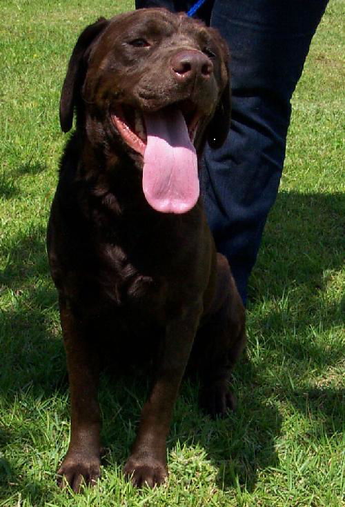 Maddy the Chocolate Lab
