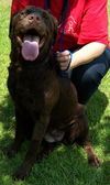Maddy the Chocolate Lab