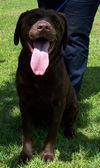 Maddy the Chocolate Lab