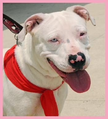 Claudia the Blue-Eyed Boxer