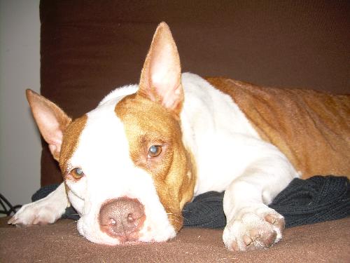 Mercedes the Terrier