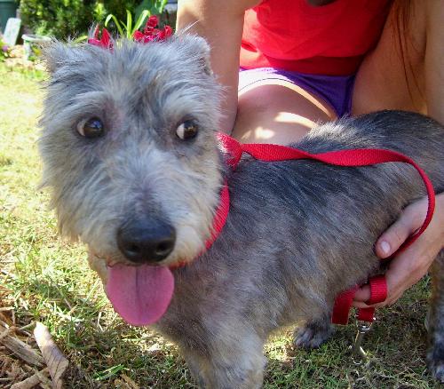 Alf the Schnauzer