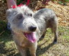 Alf the Schnauzer