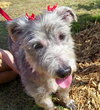 Alf the Schnauzer