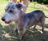 Alf the Schnauzer