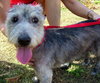Alf the Schnauzer