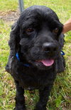 Tanzy the Cocker Spaniel