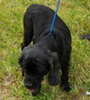 Tanzy the Cocker Spaniel