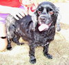 Tanzy the Cocker Spaniel