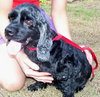 Tanzy the Cocker Spaniel