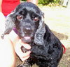 Tanzy the Cocker Spaniel