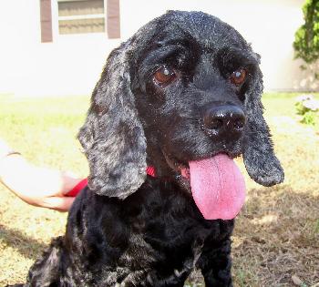 Tanzy the Cocker Spaniel