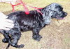 Tanzy the Cocker Spaniel