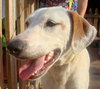 Carmella the Pointer