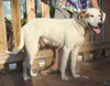 Carmella the Pointer