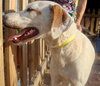 Carmella the Pointer