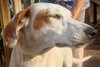 Carmella the Pointer