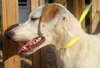 Carmella the Pointer