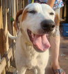 Carmella the Pointer