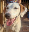 Carmella the Pointer
