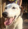 Carmella the Pointer