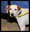 Carmella the Pointer