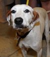 Carmella the Pointer