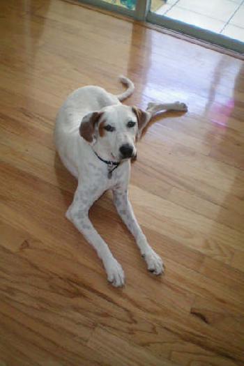 Carmella the Pointer