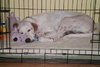 Carmella the Pointer