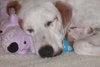 Carmella the Pointer