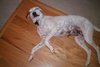 Carmella the Pointer