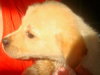 Liberty the Puppy